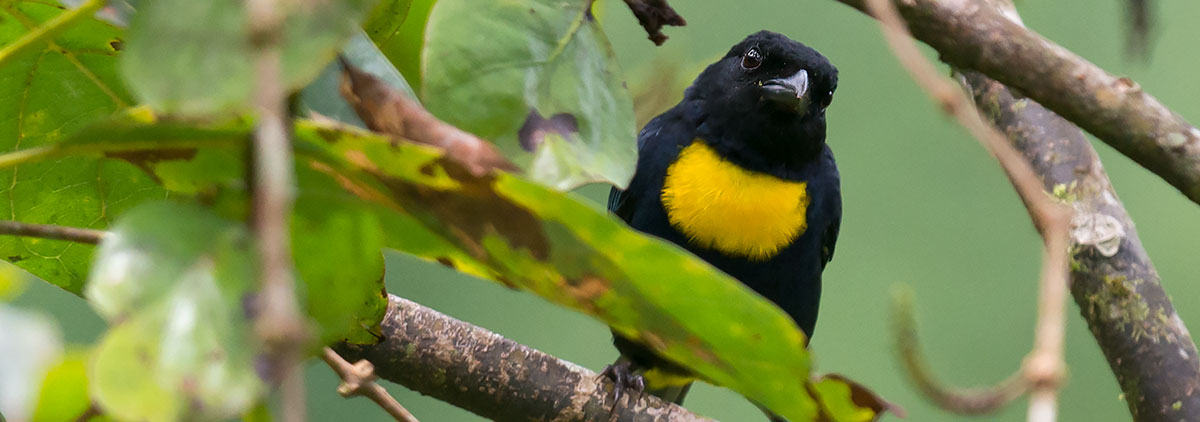 Tours in Colombia Colombia Birdwatch